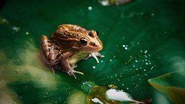 How Many Frog Species Are in the World?