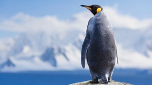 Feathered and Frosty: Fun Facts All About Penguins