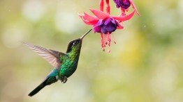 What Is the Purpose of Hummingbird Tracking?